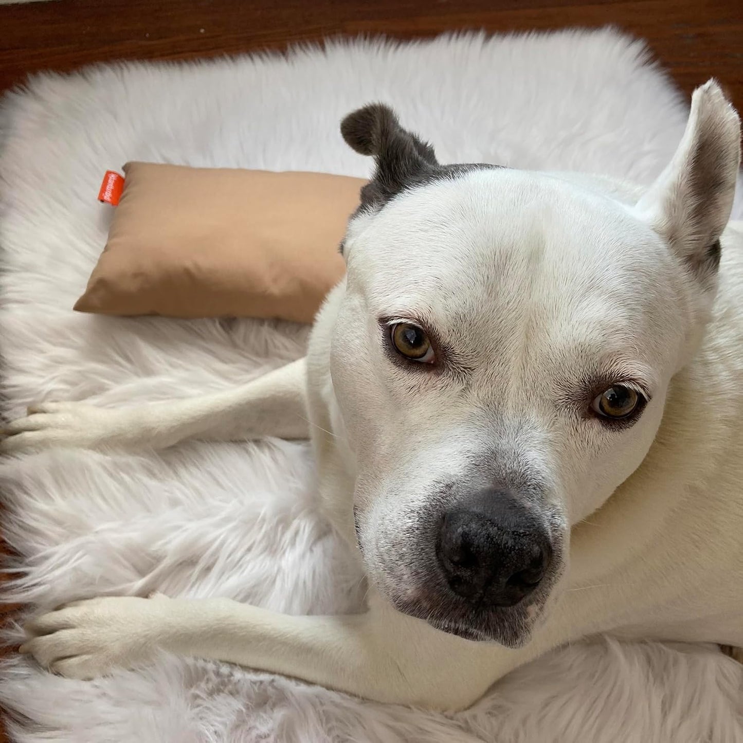 Pipsqueak Small Pillow - Mini 11 x 7 inches - Tiny Pillow for Travel, Dogs, Toddlers, Kids, Lumbar, Knees and Neck - Gray